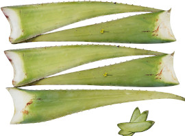 5 x Bestes Bio Aloe Vera Barbadensis Blätter, Health for All