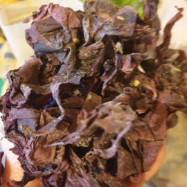 Dulse (Lappentang) aus Wildernte
